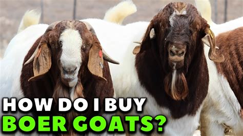 where to purchase goats.